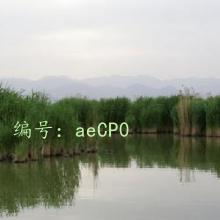 ζ